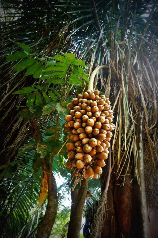 Villa Hermosa De Tambopata Casa Hospedaje & Hostel Puerto Maldonado Dış mekan fotoğraf