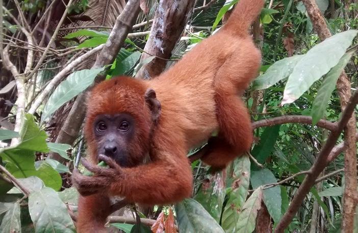 Villa Hermosa De Tambopata Casa Hospedaje & Hostel Puerto Maldonado Dış mekan fotoğraf