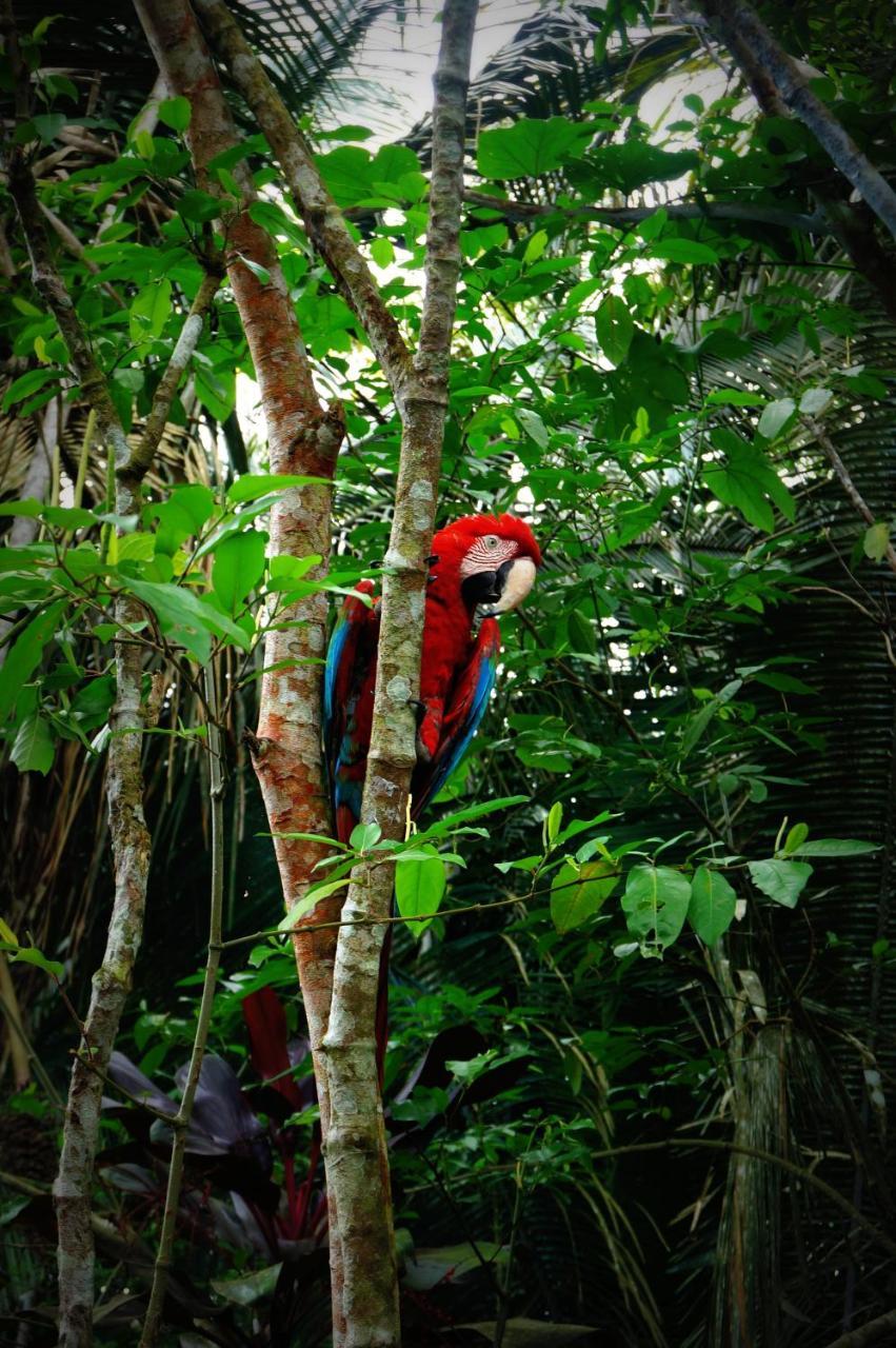 Villa Hermosa De Tambopata Casa Hospedaje & Hostel Puerto Maldonado Dış mekan fotoğraf