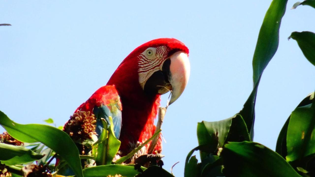 Villa Hermosa De Tambopata Casa Hospedaje & Hostel Puerto Maldonado Dış mekan fotoğraf